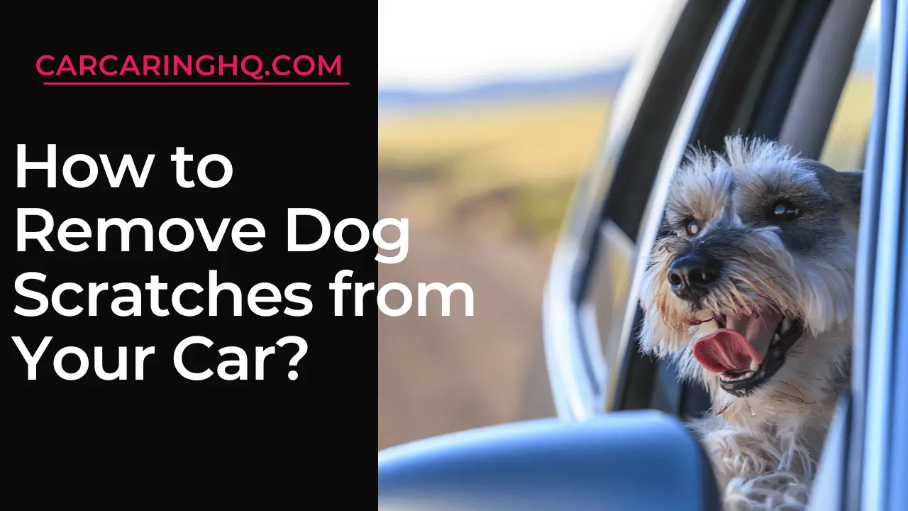 How to Remove Dog Scratches from Your Car? Guide to Restore Your Car